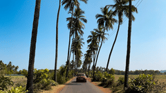 Palm tree-lined road under a clear sky on a sunny day