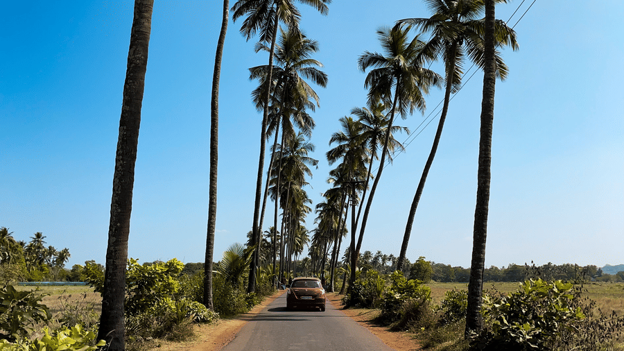 Palm tree-lined road under a clear sky on a sunny day