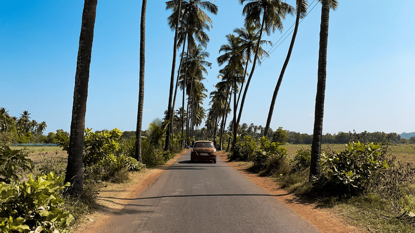 Palm tree-lined road under a clear sky on a sunny day