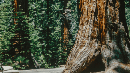 The sunlit base of a giant sequoia tree towers over a dusty forest path, surrounded by dense green woodland.
