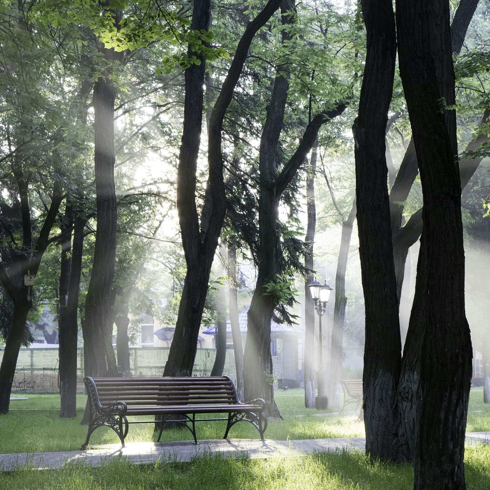 Tranquil park scene with a bench, trees, and light rays.