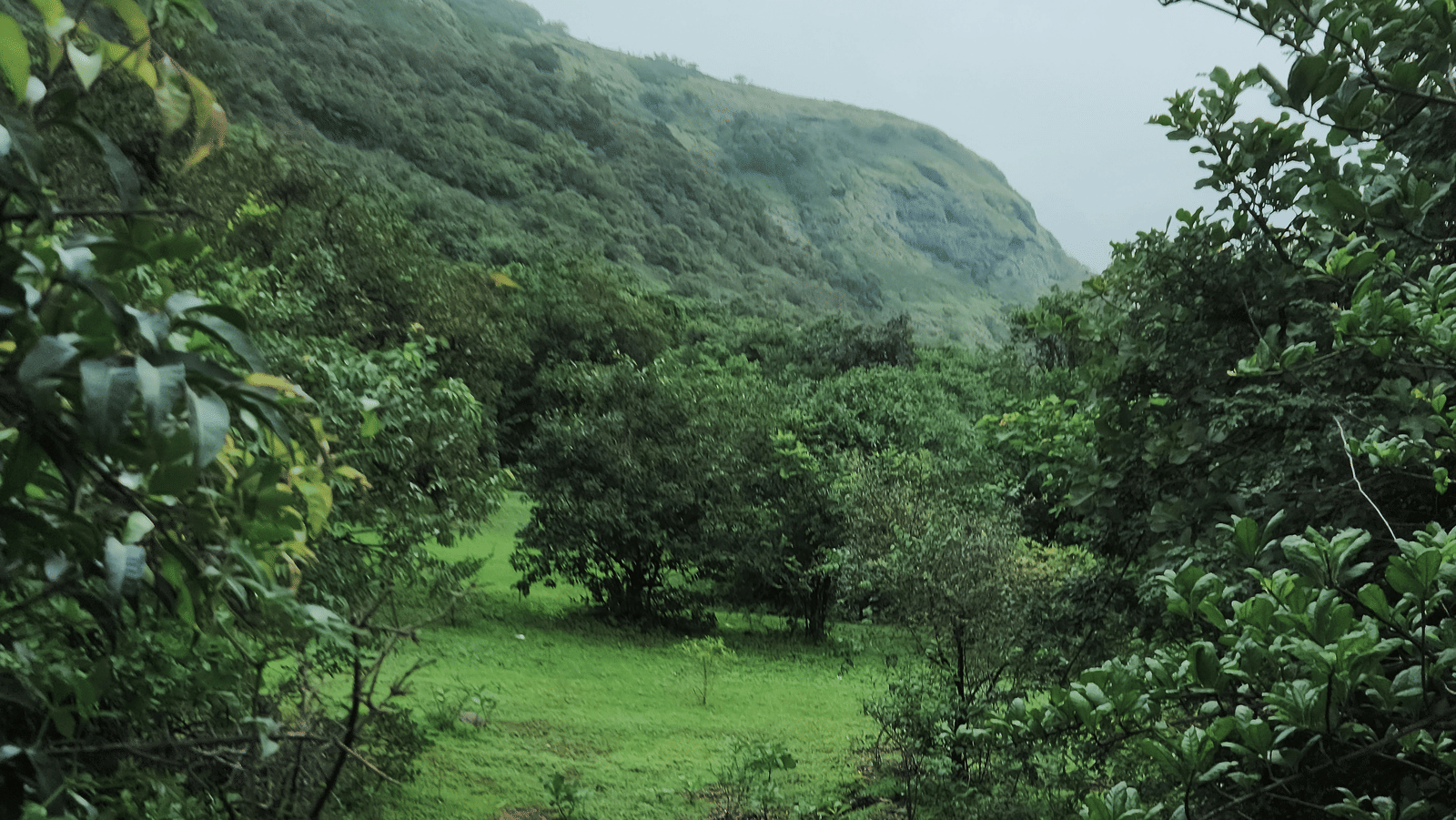 A damp, rich green forest scene on an overcast day, with a small patch of grass and dense foliage covering the surrounding hills.