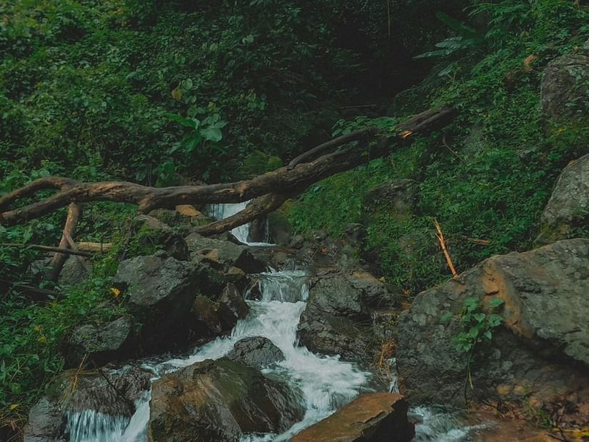 A stream flowing down in a forest.
