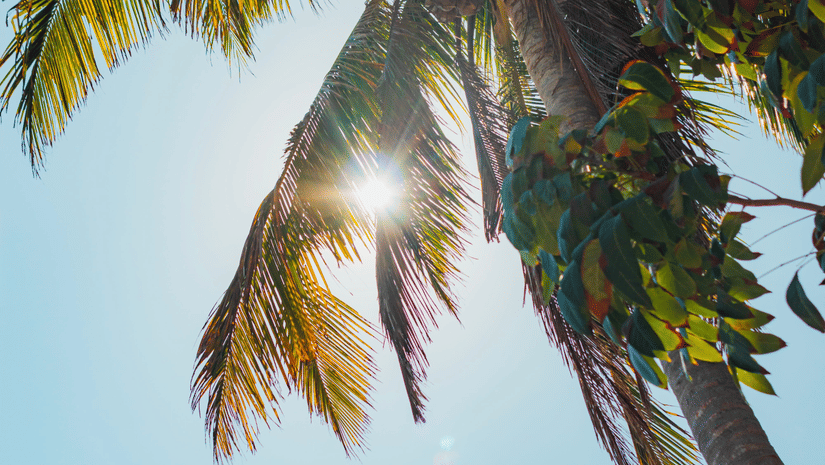 Bright sunlight shining through the green fronds of a tall palm tree against a clear blue sky.