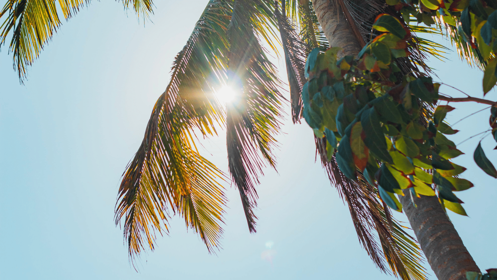 Bright sunlight shining through the green fronds of a tall palm tree against a clear blue sky.