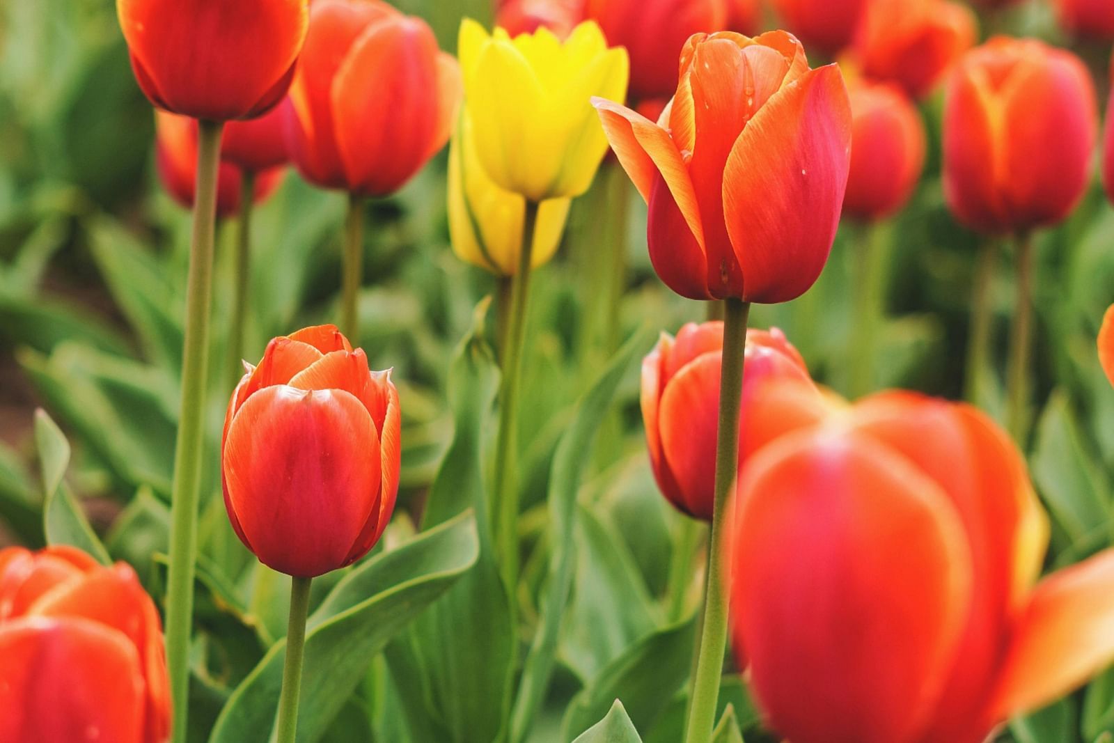 Vibrant red and yellow tulips blooming in a garden.