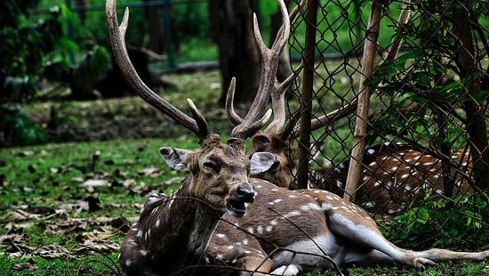 deer in Bandipur National Park