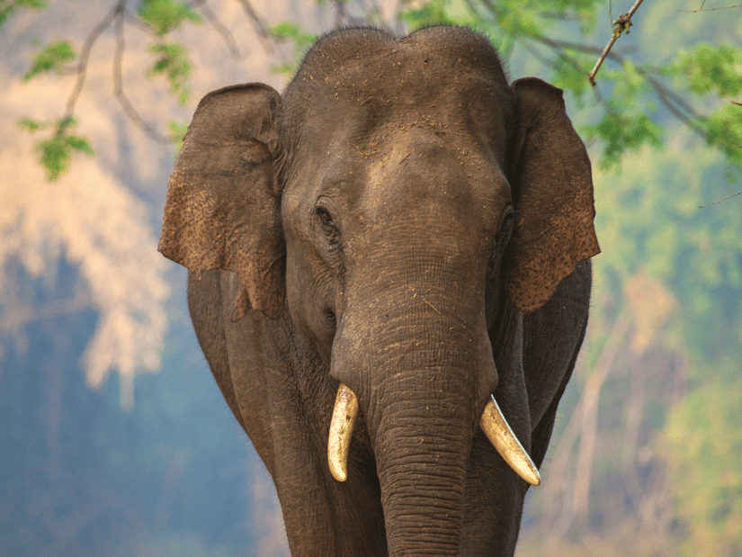 An Asian elephant standing in a forest clearing in Bandipur