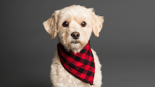 pexels-goochie-poochie-3361723