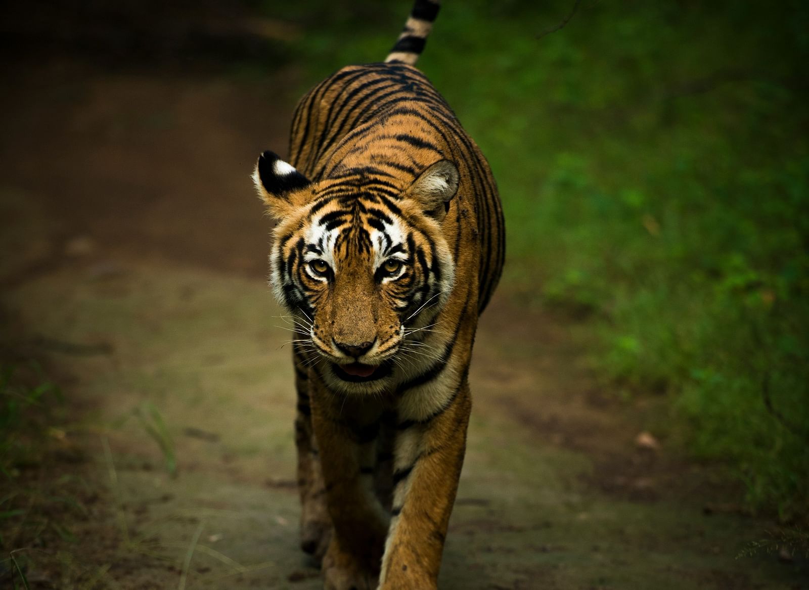 A Bengal tiger walks directly towards the viewer on a path in a dark, forested area
