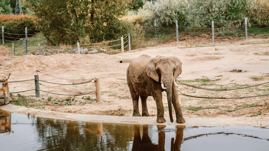pexels-egorAn elephant standing at the edge of a pond, drinking water with its reflection visible, surrounded by open fields and trees.komarov-13912081