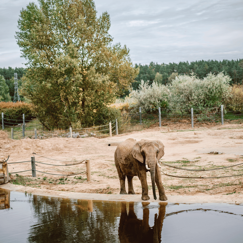 pexels-egorAn elephant standing at the edge of a pond, drinking water with its reflection visible, surrounded by open fields and trees.komarov-13912081