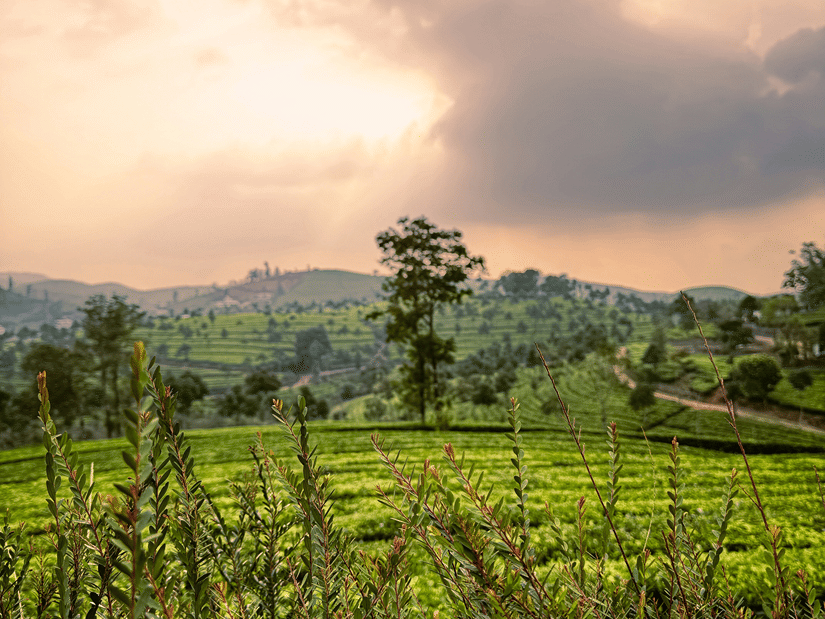 A meadow in Vagamon early in the morning softly illuminated by the sunlight, the best time to visit Vagamon for photographers