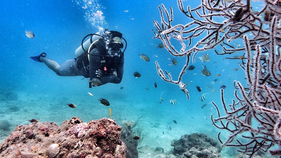 A person scuba diving next to corals - Barefoot Scuba