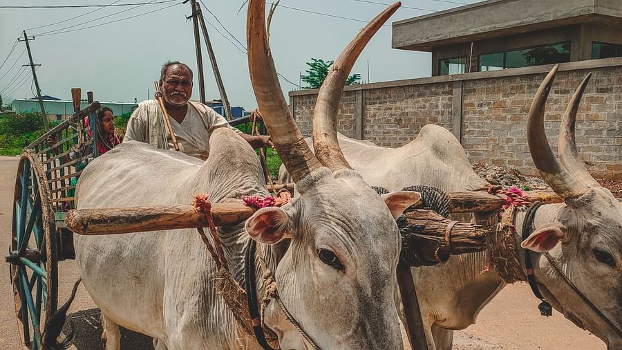 a person sitting in a bullock cart with two bulls moving the cart - Chunda Shikar Oudi