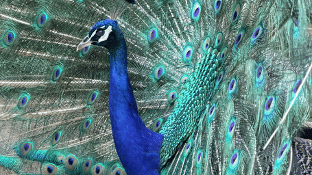 A peacock standing with its tail feathers fully spread, showing detailed eye-shaped patterns.