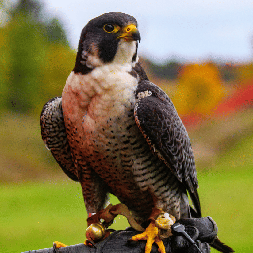 A falcon perched on a hand of it's owner in the outdoors with trees in the background.