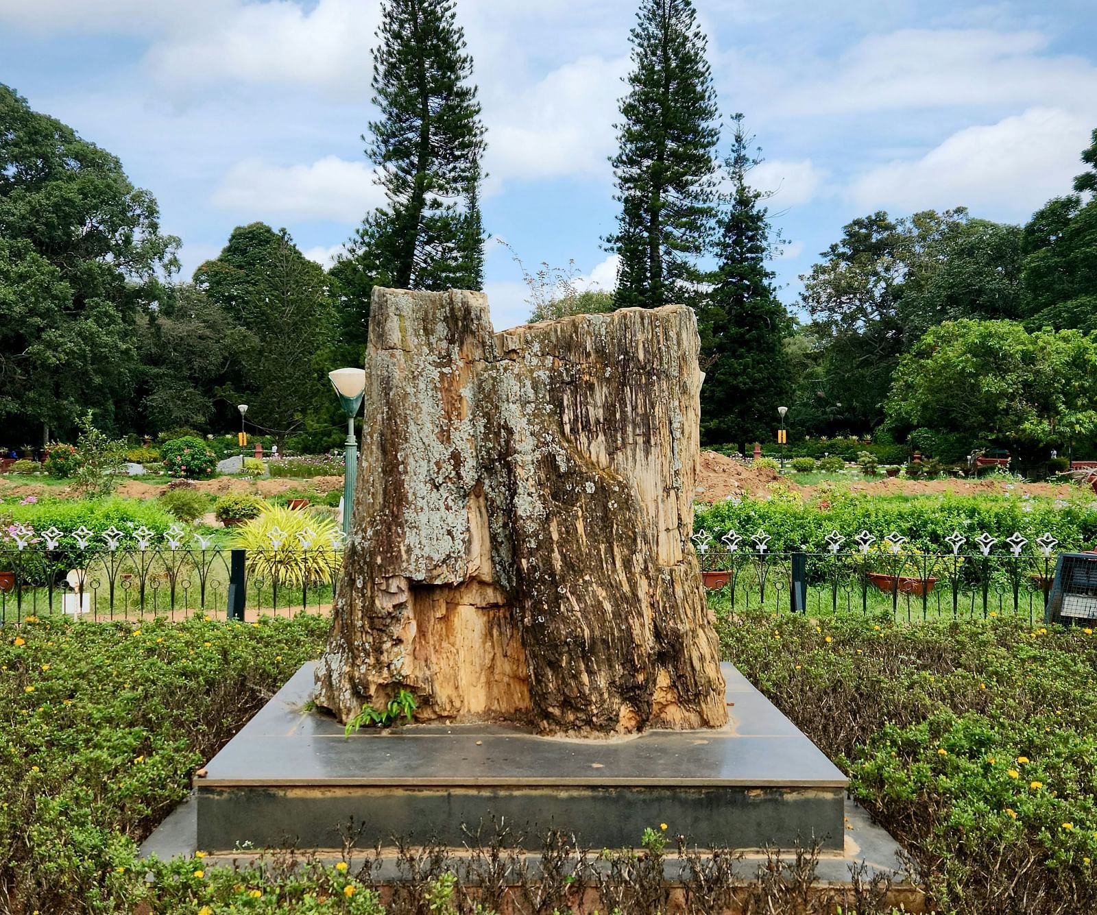 An ancient tree's stump in view at Lalbagh botanical gardens in Bangalore