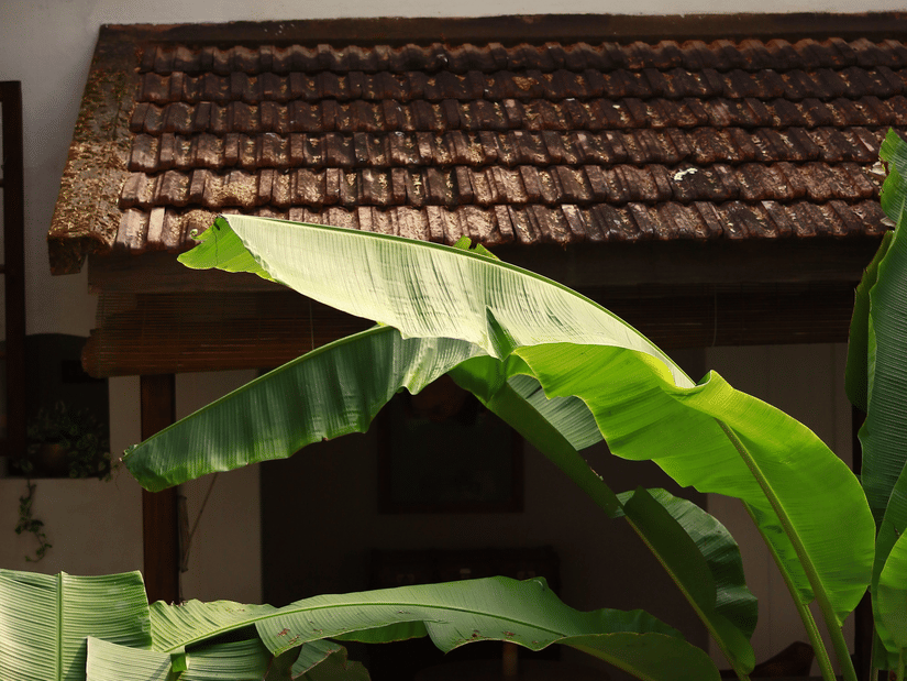 Leafy courtyard view framed by tropical banana plants, highlighting the sloping tiled roof and serene ambience of a traditional Chettinad mansion.