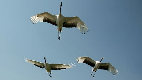 three cranes flying overhead spreading their wings with the blue sky in the background