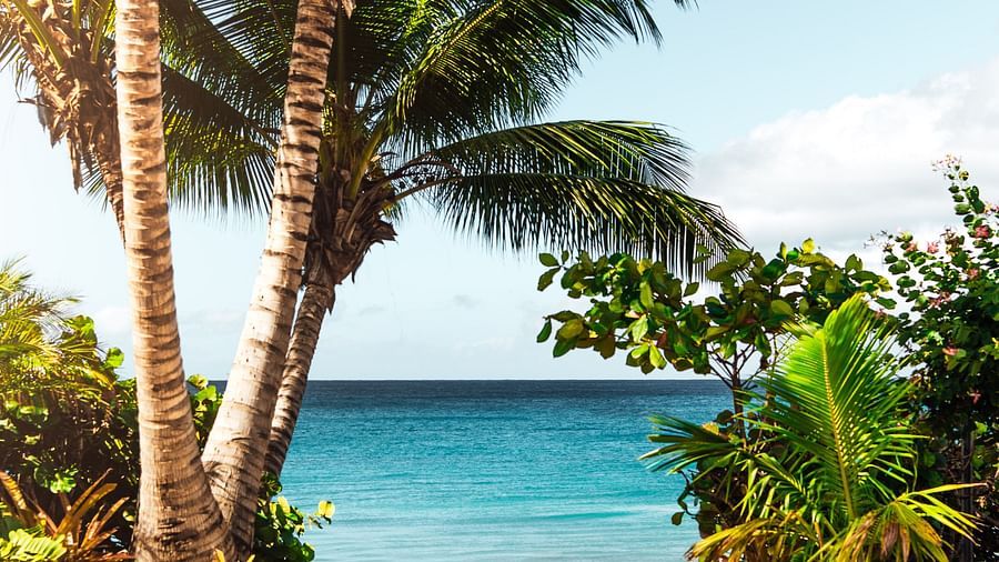 palm trees on a beach