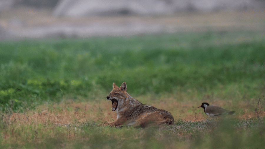 A jackal in a grassy field with its mouth wide open in a yawn.