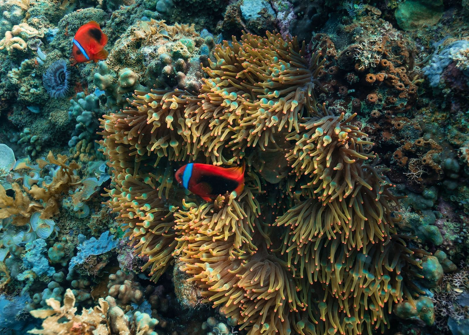 Close-up view of a colourful coral reef teeming with marine life.