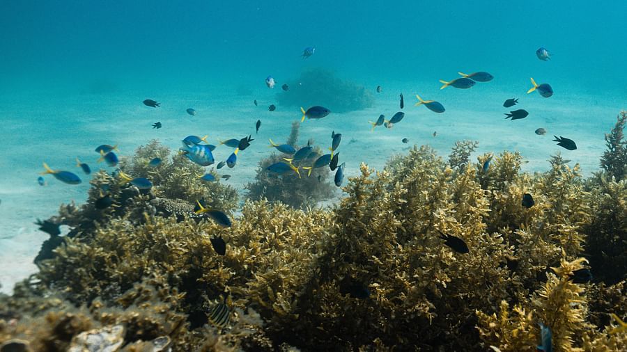 Scuba Diving 3