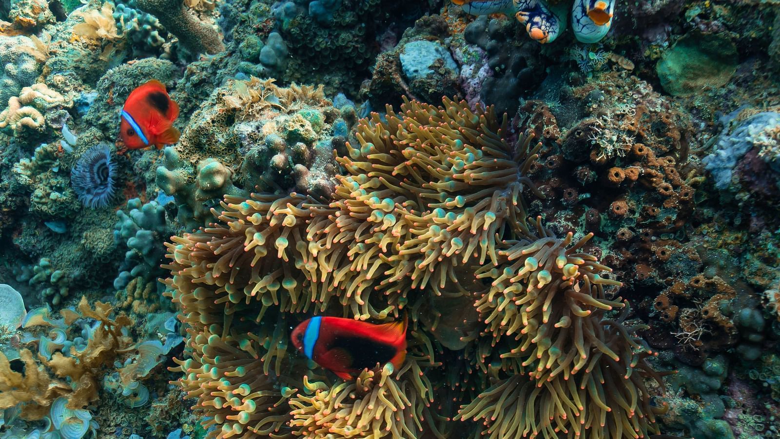 Close-up view of a colourful coral reef teeming with marine life.