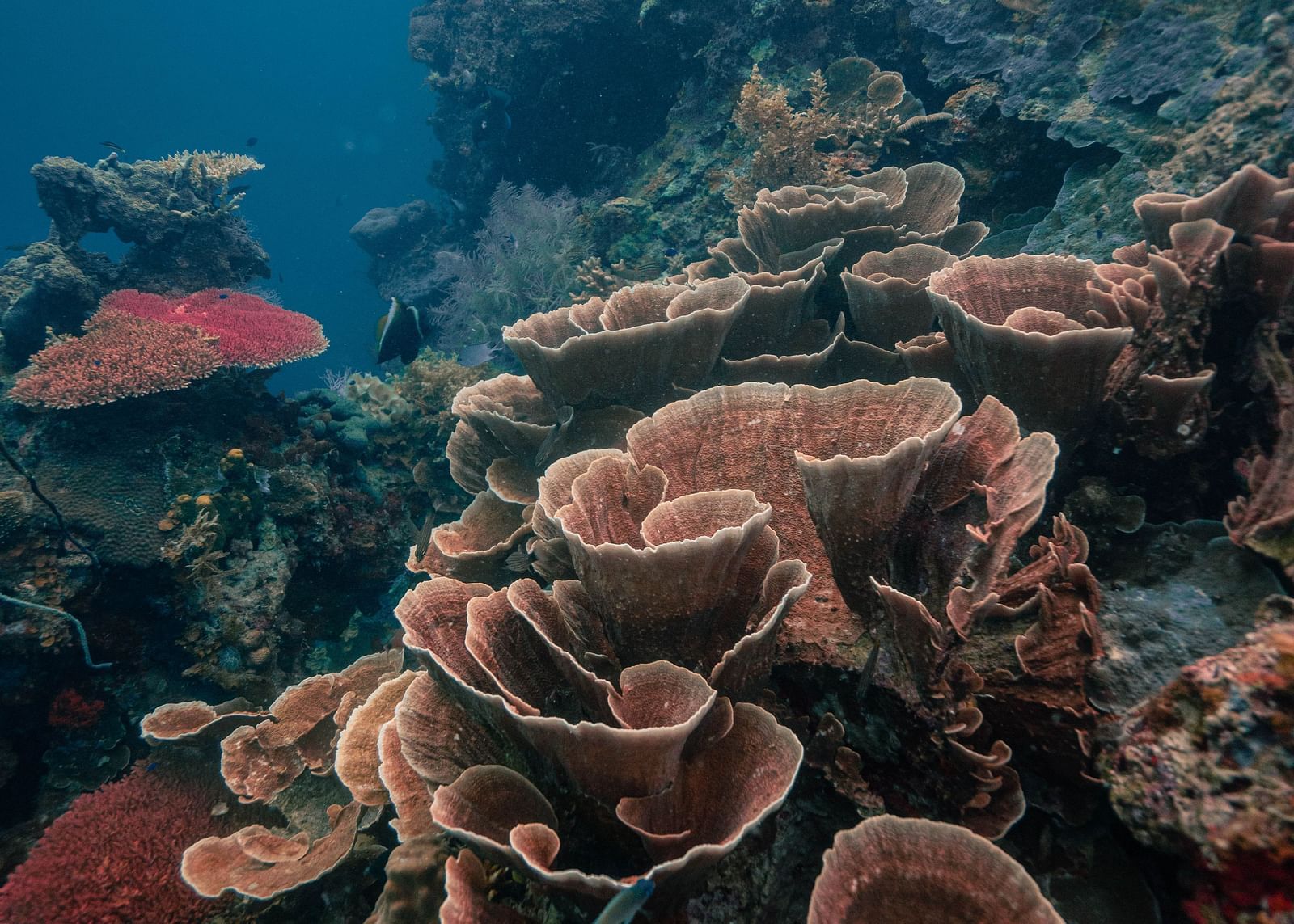Close-up of vibrant coral reef formations under clear blue water near Flower Island Resort.
