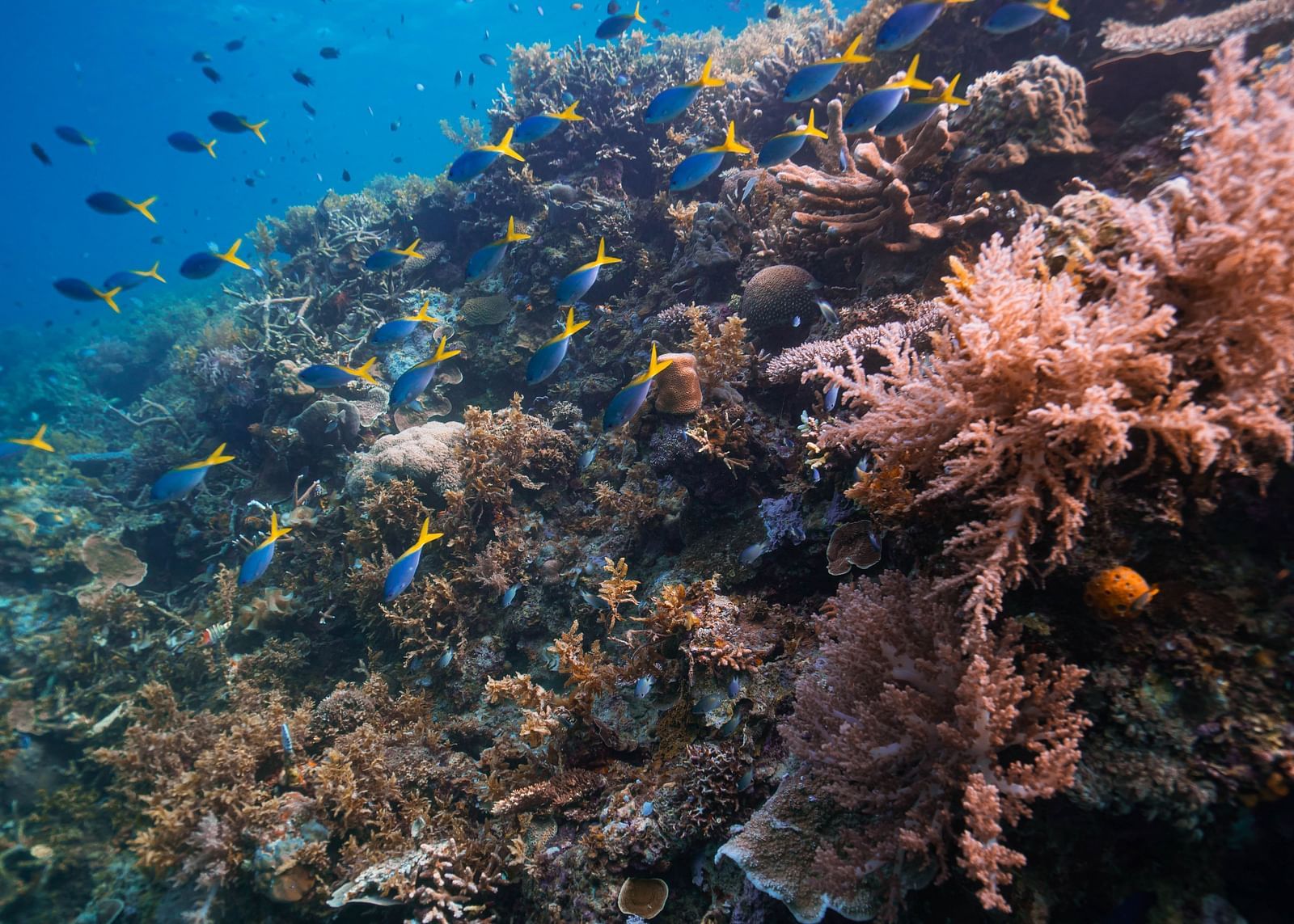 Colourful corals and a school of fish in clear water at Flower Island Resort.