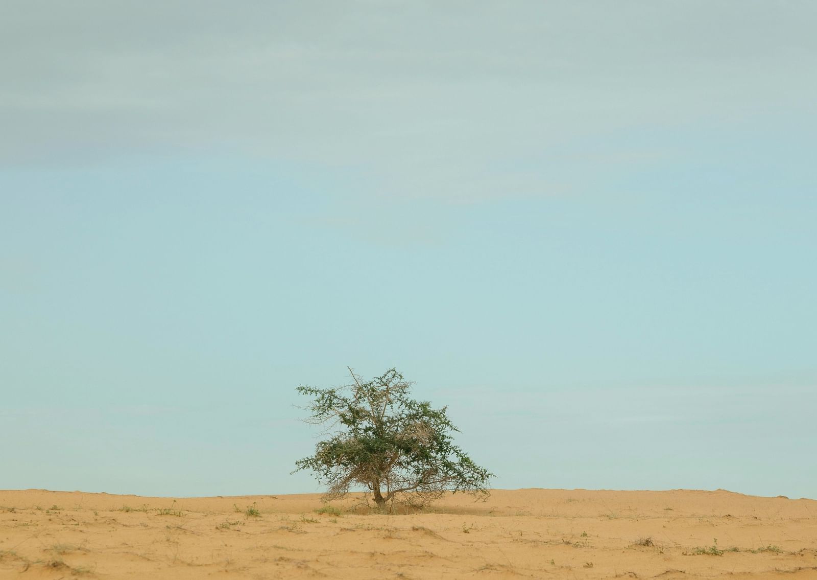 A far out view of a tree in the desert with green leaves and arid desert area in view.