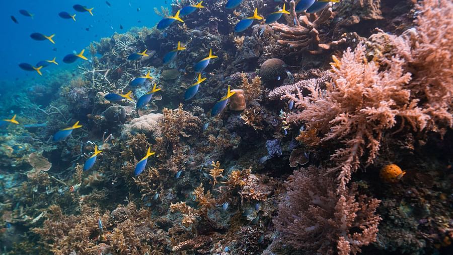 Scuba Diving 8