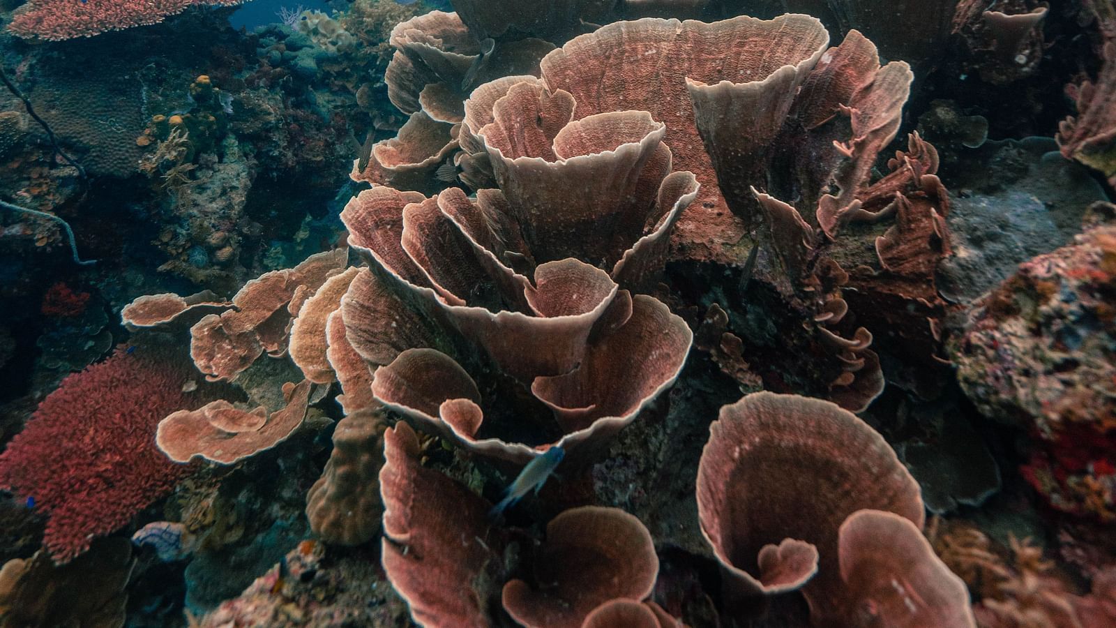 Close-up of vibrant coral reef formations under clear blue water near Flower Island Resort.