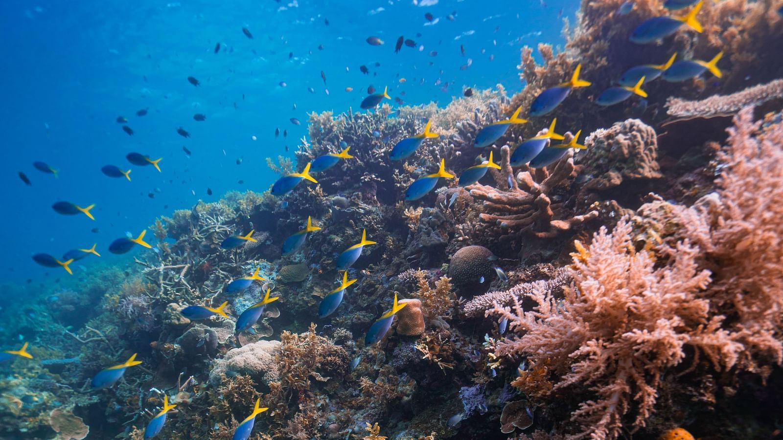 Colourful corals and a school of fish in clear water at Flower Island Resort.