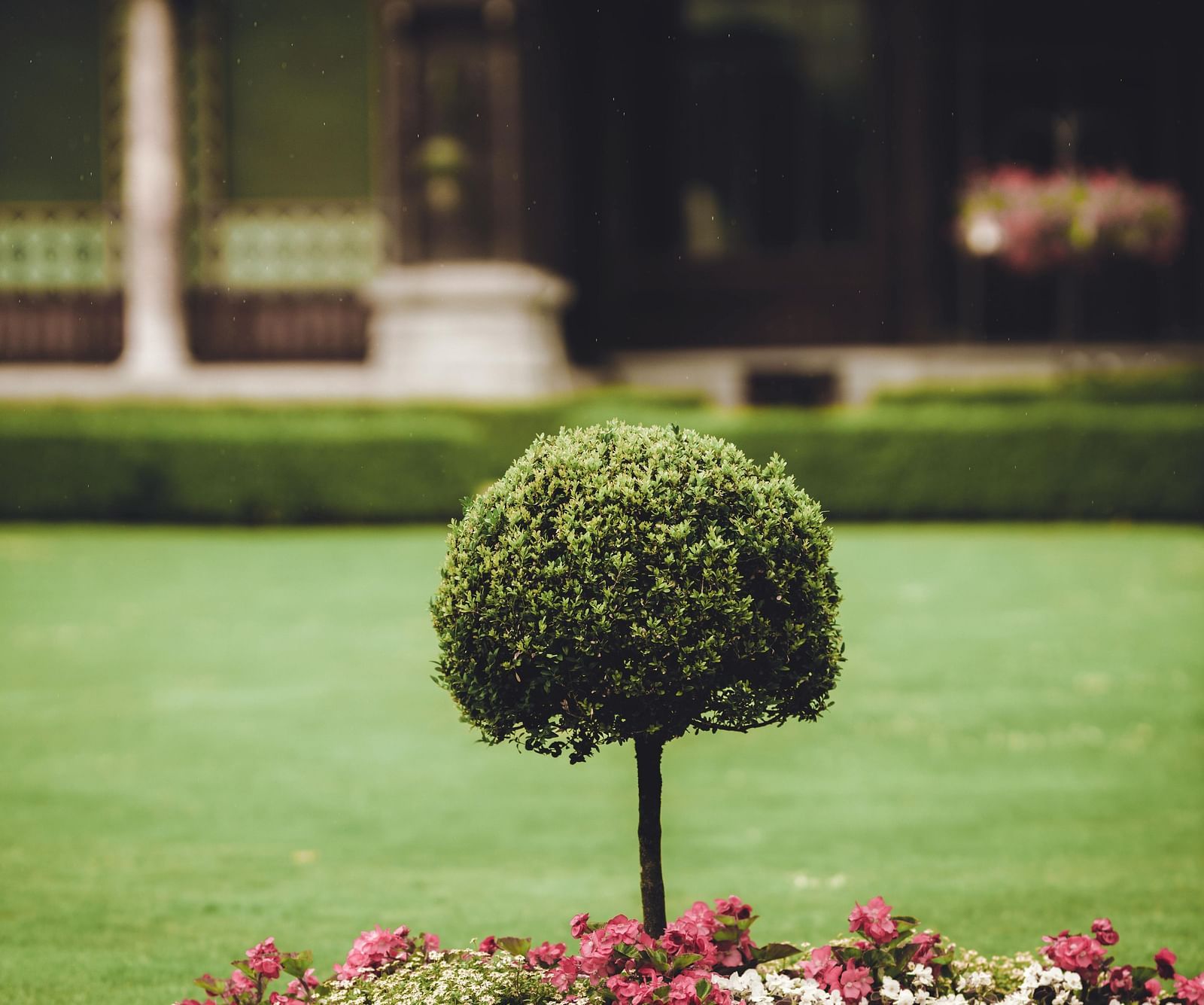 an image of a garden with coloured plants