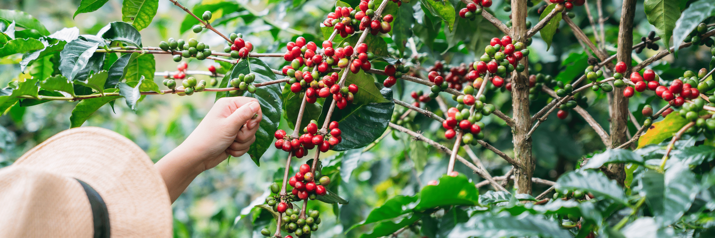 Exploring the Best Coffee Plantations & Estates in Karnataka