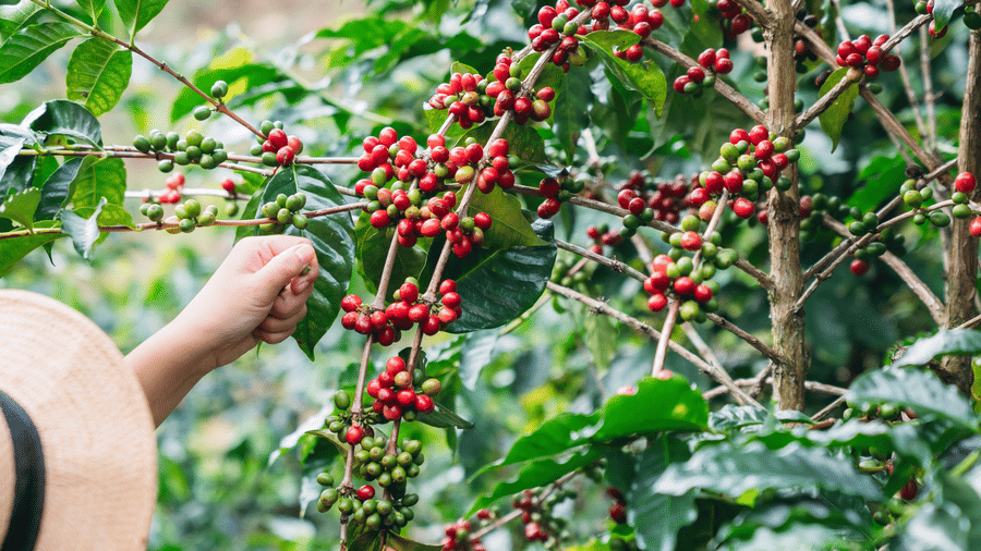 Exploring the Best Coffee Plantations & Estates in Karnataka