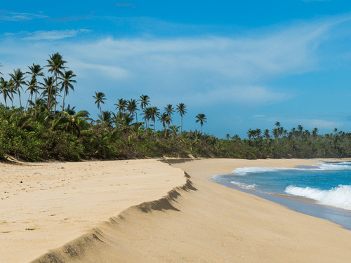 A pristine beach with golden sands, swaying palm trees, and turquoise waters under a clear blue sky.