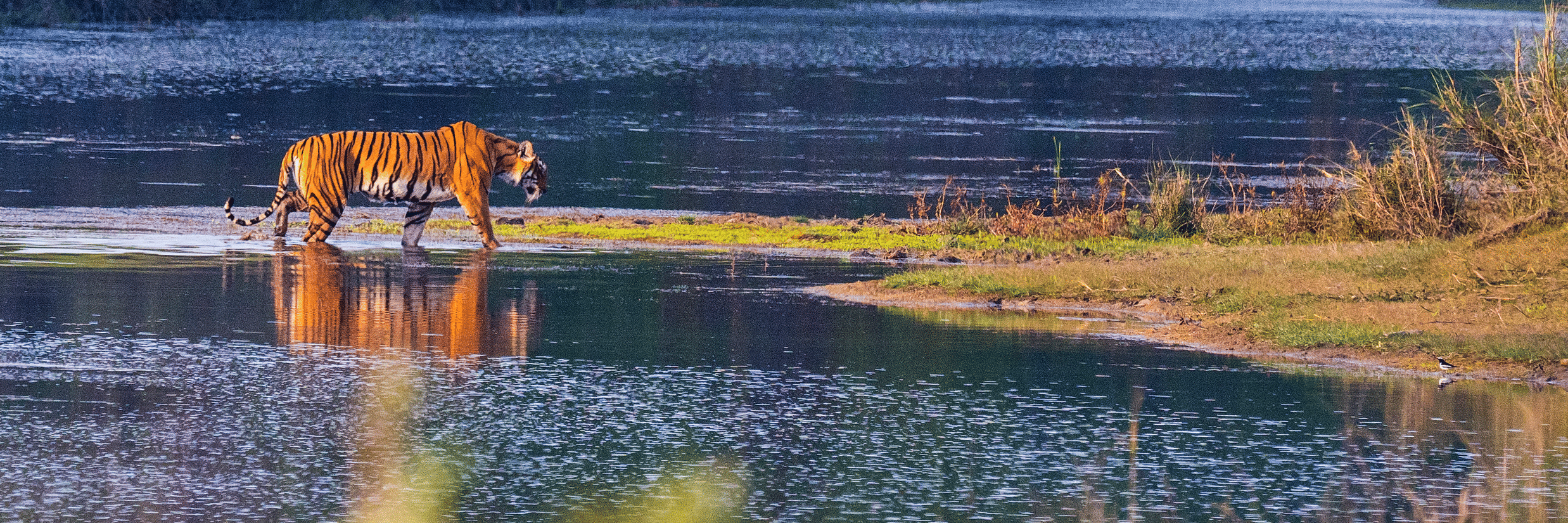 Kabini vs Nagarahole: Which is the Best Wildlife Destination? 