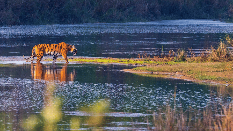Kabini vs Nagarahole: Which is the Best Wildlife Destination? 