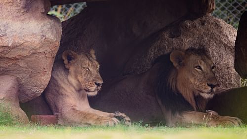 Lions resting in a den