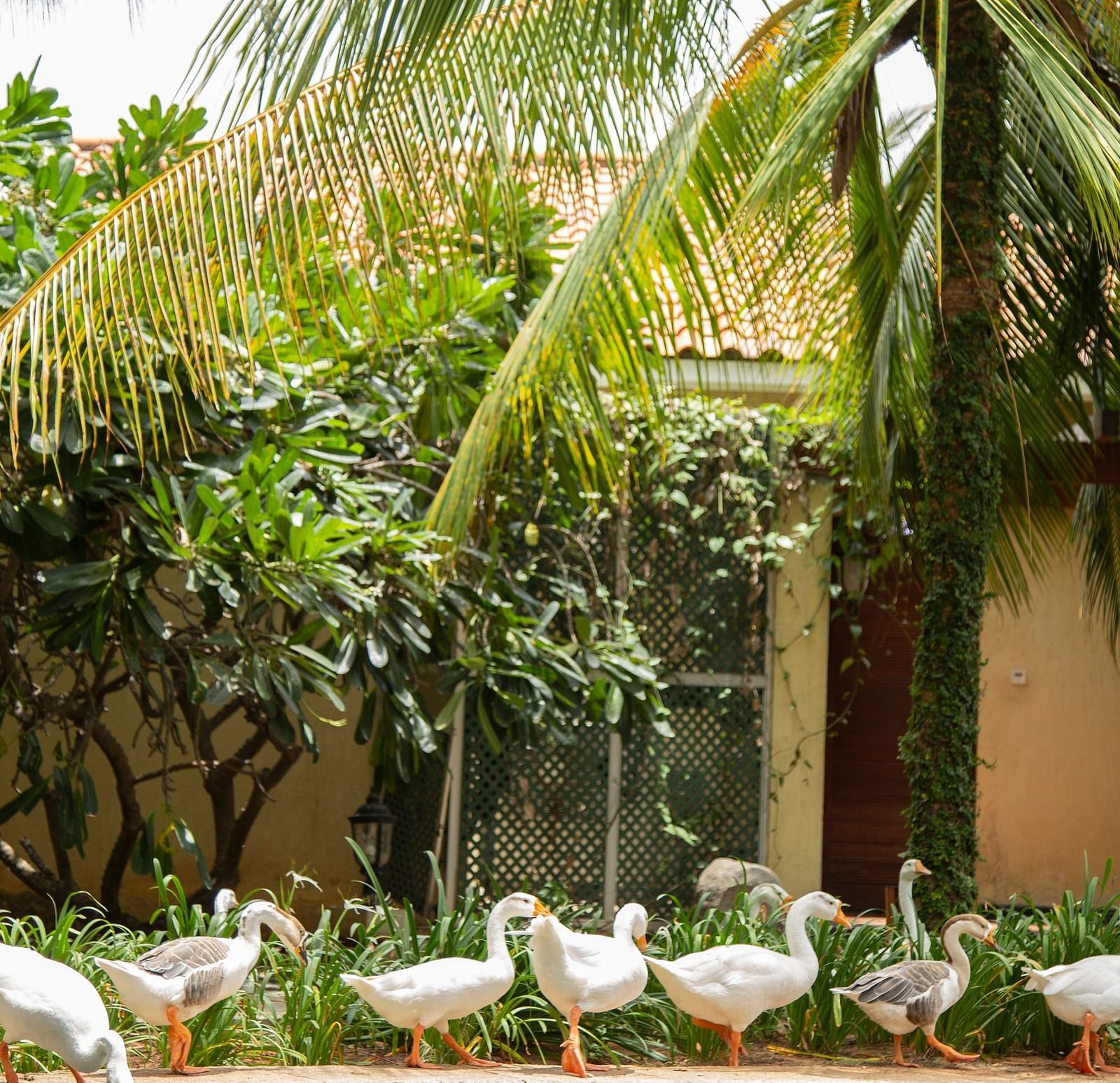 Ducks Morning Walk in front of Bermuda Villa, Ocean Spray, Puducherry.