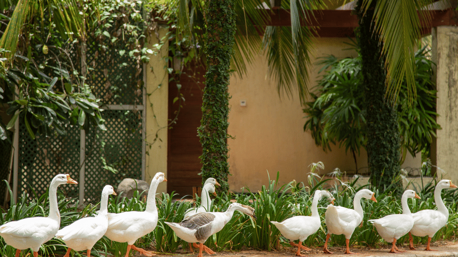 A view of ducks walking next to a building - Ocean Spray, Puducherry