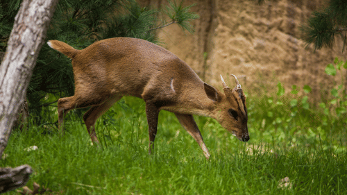 A picture of a Barking deer