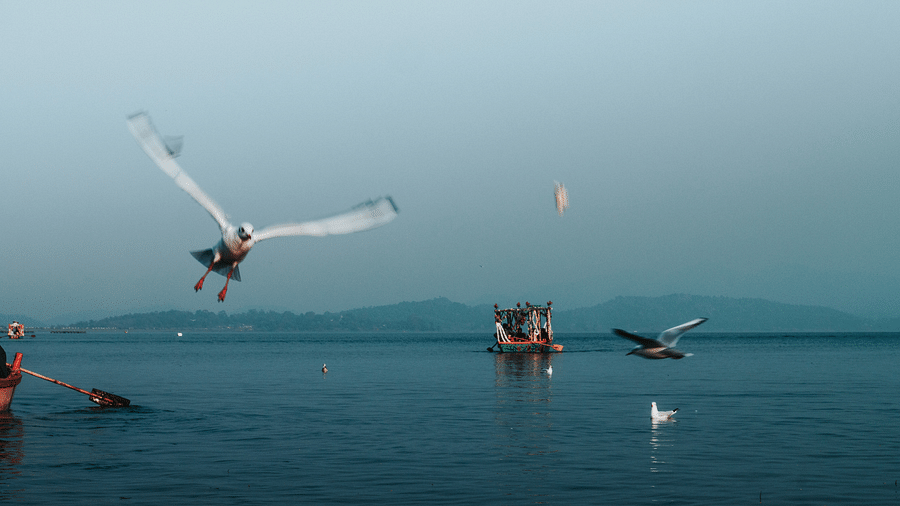 Black-headed Gull in flight over a lake.
