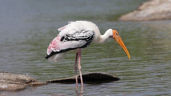 Painted Stork
