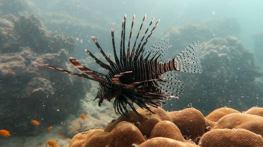 Lionfish Photo by Jack Percy