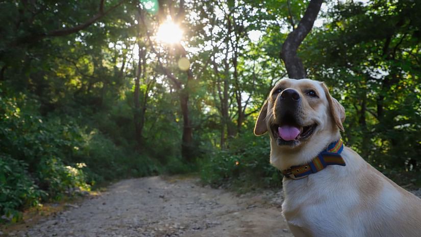 a dog in the forest pathway early in the morning and looking back
