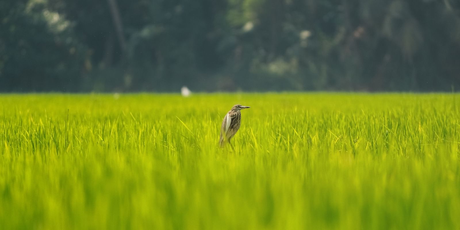 bird in a grass field at Kumarakom Bird Sanctuary